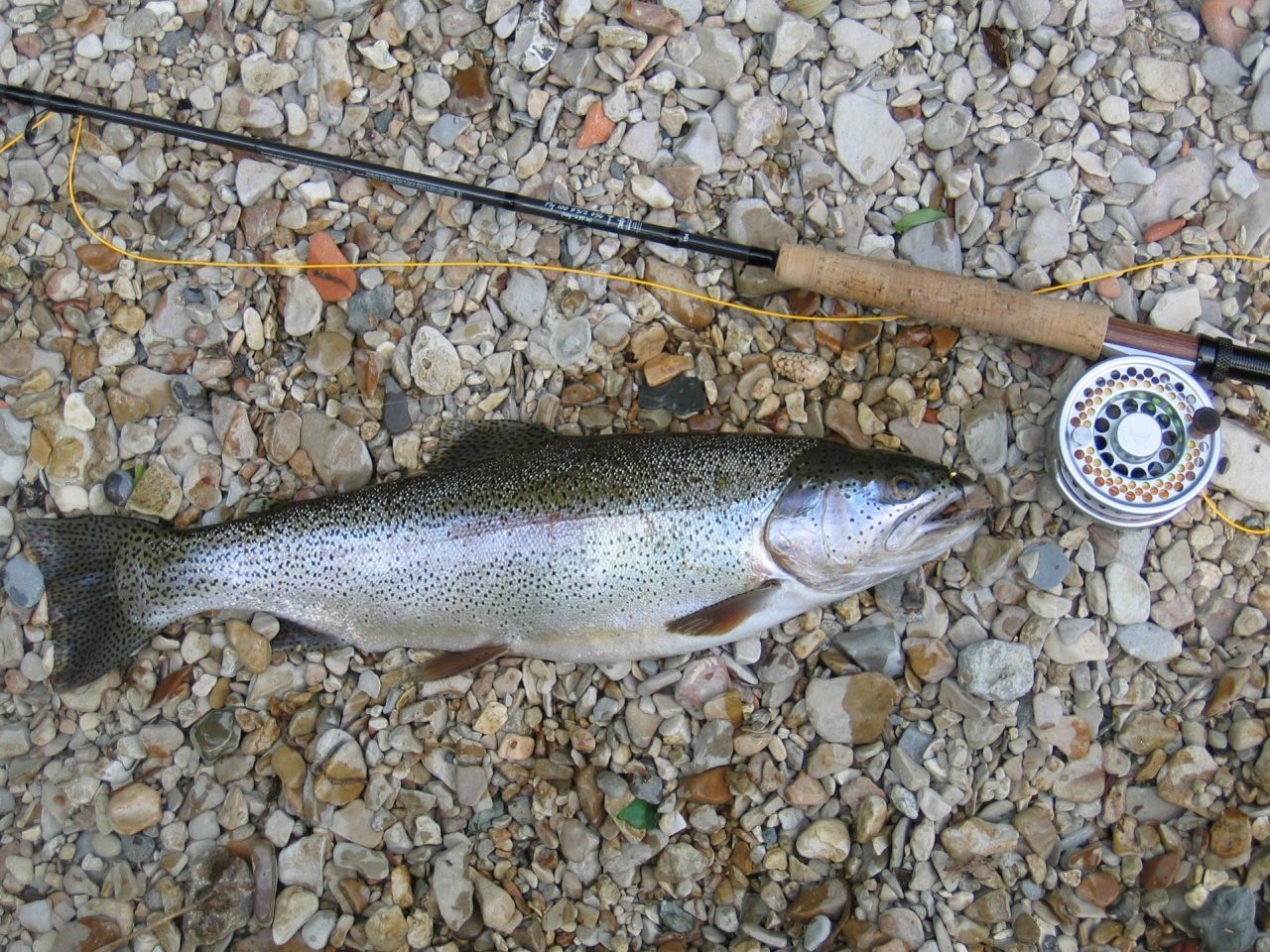 Rainbow trout and flyfishing rod